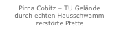 Pirna Cobitz – TU Gelände
durch echten Hausschwamm zerstörte Pfette